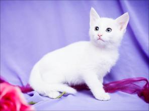 В дар кошка-малышка Сона, 2,5 мес
