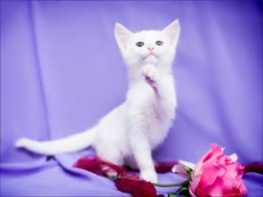 В дар кошка-малышка Сона, 2,5 мес