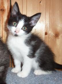 Котенок в дар! 3 мес