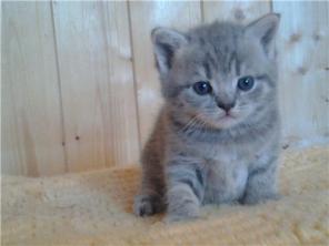 Британские котята.