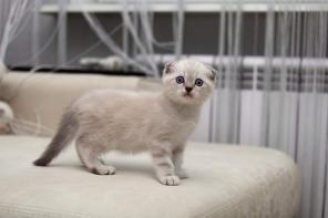 Шотландские клубные котята