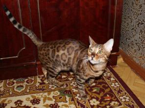 Вязка бенгальский кот из г. Минска приглашает бенгальских кошечек на вязку