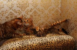 Вязка бенгальский кот из г. Минска приглашает бенгальских кошечек на вязку