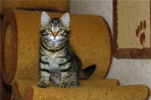 Традиционные сибирские котята