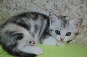 вислоухие котята