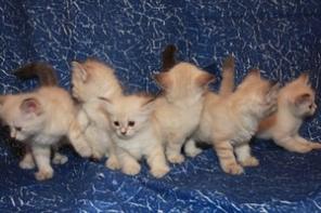 Невские маскарадные котята