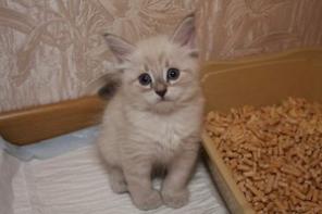 Невские маскарадные котята