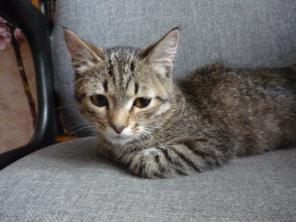 ласковый котик ищет дом