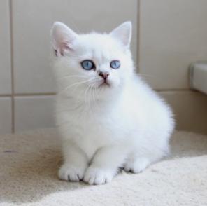 Британские котята редких драгоценных окрасов.