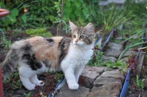 Котята мейн куна от супер производителей из USA