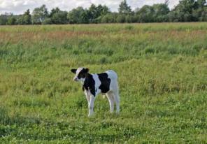 Продаю участок!