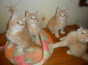 Котята Мейн Кун