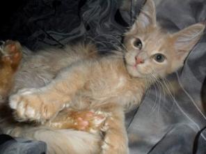 Котята Мейн Кун