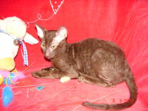Шоколадный котик корниш рекс