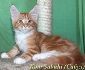 Чистокровные Котята Мейн Кун!