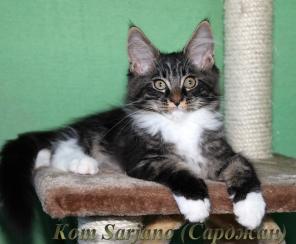 Чистокровные Котята Мейн Кун!