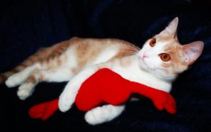 Сэм Солнечный котик - 4 мес.