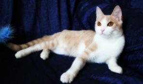 Сэм Солнечный котик - 4 мес.