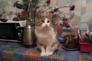 потерялся кот