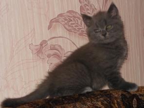 Клубный шотландский прямоухий котик голубого окраса. 2 мес.