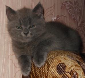 Клубный шотландский прямоухий котик голубого окраса. 2 мес.