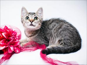 котенок 3 мес. Лиза Симпсон - всеобщая любимица, вам в дар!