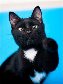 котенок на позитиве Мистер Бин - веселый и добрый в дар!