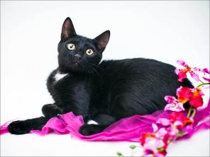 котенок ласковая девочка Шарлизка де Шоколатье 3 мес. в дар