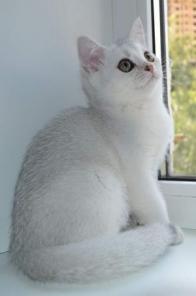 Котята для Вас
