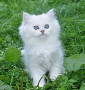 Британские котята серебристые шиншиллы