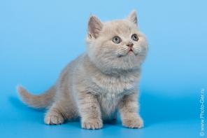 купить британского котенка