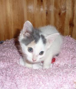 Котенок Лисси в дар!