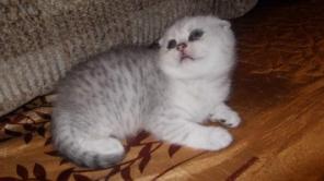 Шотландские вислоушки