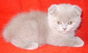 Котята фолды лилового окраса