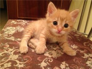 Отдам рыжего котенка