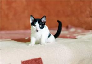 Котенок Лика в добрые руки!