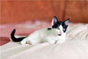 Котенок Лика в добрые руки!