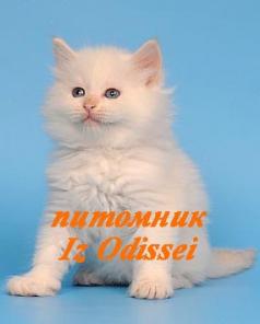 Невские маскарадные котята редкого окраса Ред-пойнт