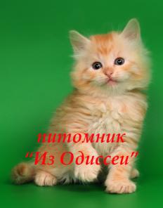 РЫЖИЕ сибирские котята-котики