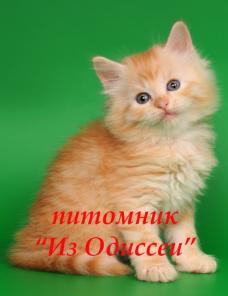 РЫЖИЕ сибирские котята-котики