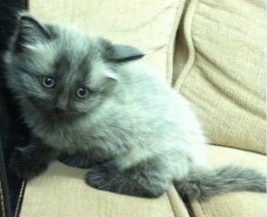 Эксклюзивные котята в дар!