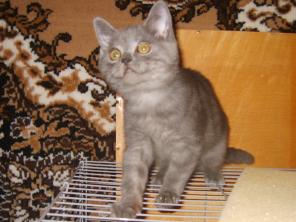 Котик скоттиш страйт голубого окраса