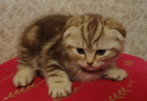 Котик скоттиш фолд окраса шоколадный мрамор на серебре