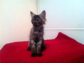 Отдам котика в хорошие руки