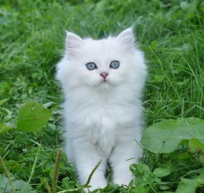 Британские коты и кошечки