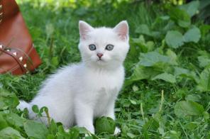 Британские коты и кошечки
