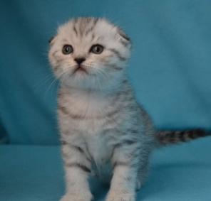 Вислоухие вискасные котята