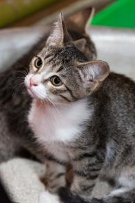 Котёнок-полосатик Лайма ищет дом