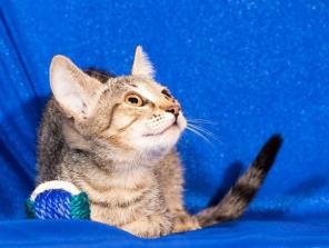 Ищет дом котёночек Вита