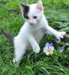 котята дачные удачные (приносят удачу)
